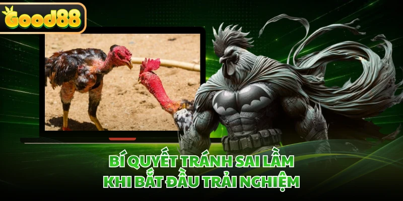 Đá Gà Thomo GOOD88 - Khơi Dậy Đam Mê Qua Những Trận Nảy Lửa 5 Bí quyết tránh sai lầm khi bắt đầu trải nghiệm
