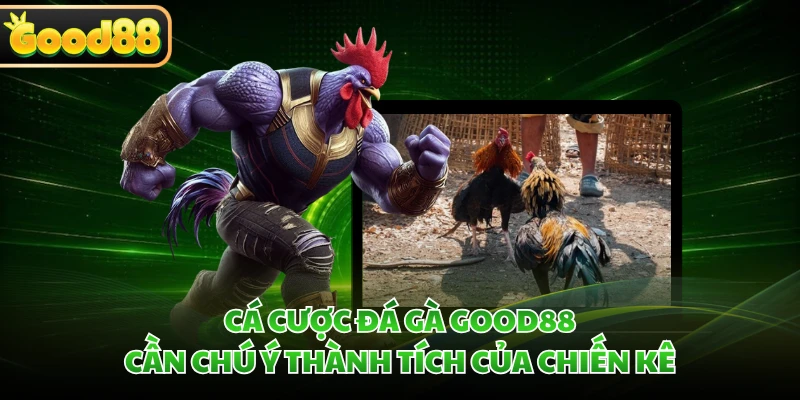 Cá cược đá gà GOOD88 cần chú ý thành tích của chiến kê