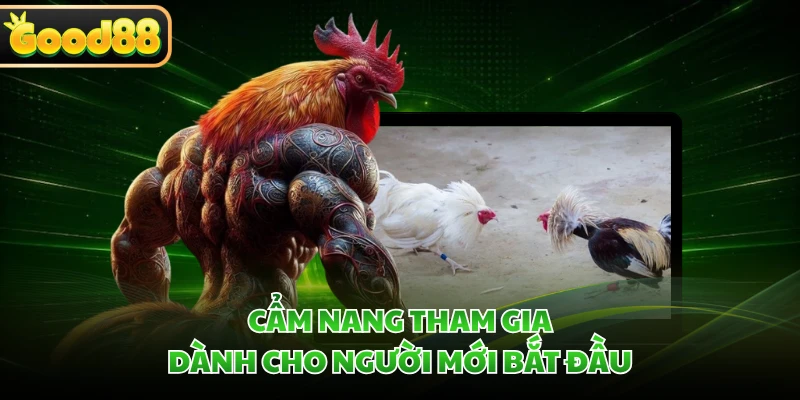 Đá Gà Thomo GOOD88 - Khơi Dậy Đam Mê Qua Những Trận Nảy Lửa 3 Cẩm nang tham gia dành cho người mới bắt đầu