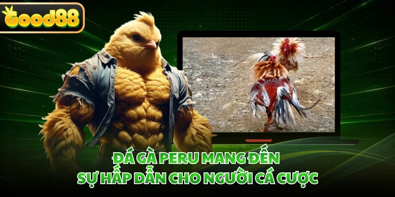 Đá gà Peru mang đến sự hấp dẫn cho người cá cược