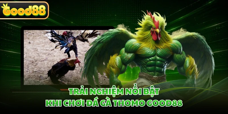 Đá Gà Thomo GOOD88 - Khơi Dậy Đam Mê Qua Những Trận Nảy Lửa 1 Trải nghiệm nổi bật khi chơi đá gà Thomo GOOD88